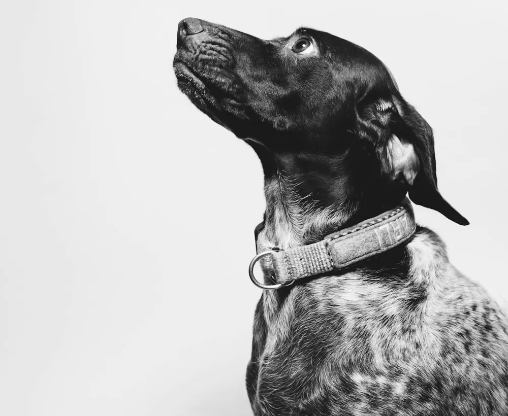 Lifestyle image related to Pet Gifts & Memorials (illustrative reference)